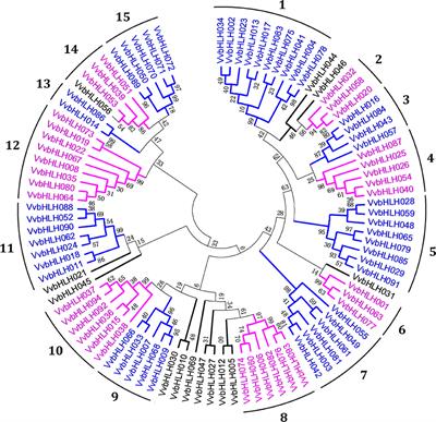 Genome-Wide Characterization of bHLH Genes in Grape and Analysis of their Potential Relevance to Abiotic Stress Tolerance and Secondary Metabolite Biosynthesis